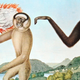 Image for article titled How Europeans Imagined Exotic Animals Centuries Ago, Based on Hearsay